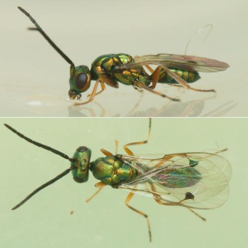 Réf. 220 627 : Miscogaster sp.